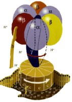 Enymatic Mechanism