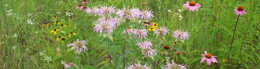 Native plants at Hopewell Mound Group.