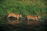 Two Bengal tiger cubs wading in river