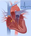 Heart's electrical system