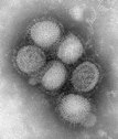 H1N1 Influenza Image