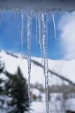 Icicles in snowy forest, close-up