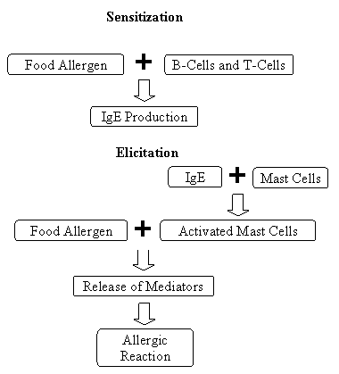 Sensitization; Food Allergen + B-Cells and T-Cells leads to IgE Production; Elicitation; IgE + Mast Cells leads to Food Allergen + Activated Mast Cells; Leads to Release of Mediators to Alergic Reaction