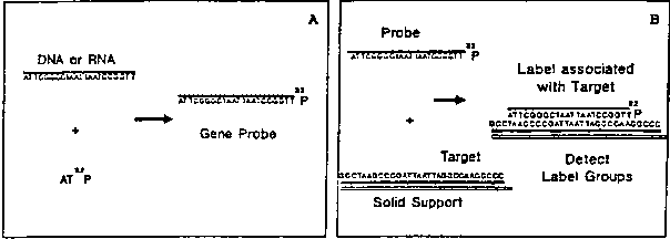 Diagram showing
 how target DNA binds with sample DNA