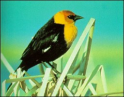 JPG-Yellow-headed blackbird's habitat in the wetlands.