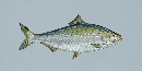 American Shad