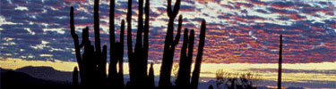 photo of colored clouds behind an organ pipe cactus during sunrise