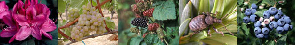 Rhododendron, grapes, berries, weevil, and blueberries