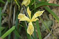 yellow Iris bracteata.