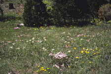 meadow habitat for Iris bracteata.