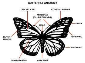 Graphic displaying the anatomy of a butterfly with the major parts labeled.