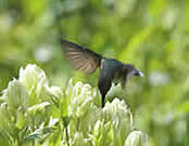 hummingbird and a flower.