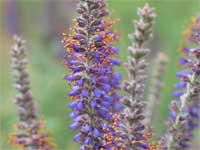 leadplant.