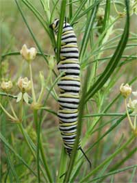 monarch butterfly larvae on a plains milkweed.