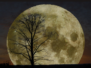 Moon Tree Interactive Flash.