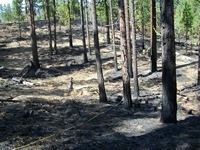 Shaded fuel break in Plumas National Forest