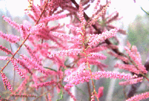 Saltcedar flowers (Tamarix ramosissima)