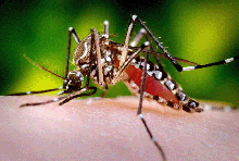 Close-up photo of a mosquito.