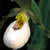 Cypripedium candidum