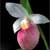 Cypripedium reginae