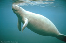West Indian Manatee. Credit: USGS