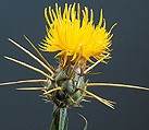 YST seedhead