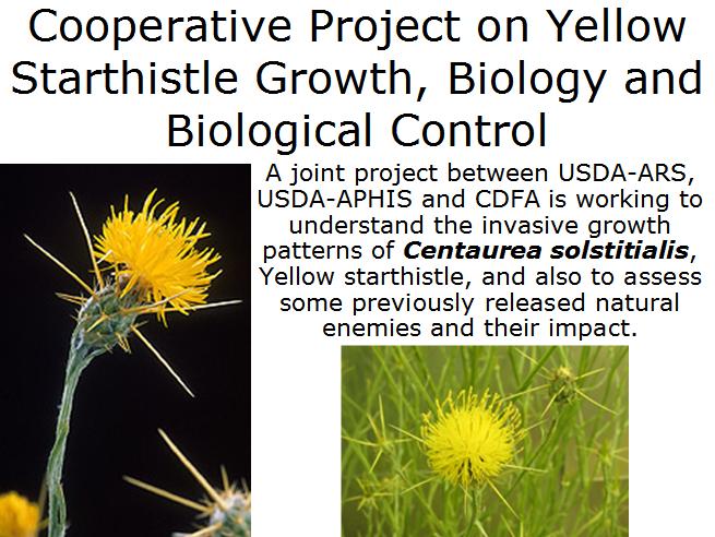 Yellow starthistle project