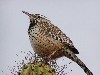 Cactus wren