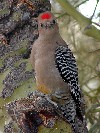 Who me? Gila Woodpecker