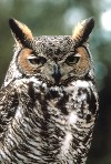 Great Horned Owl