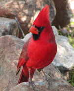 northern cardinal