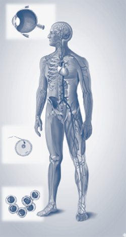 Types of tissue in the human body.