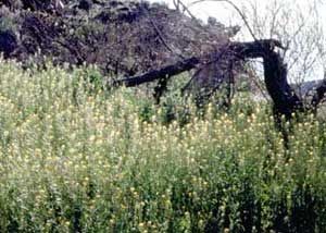 Agua Fria National Monument