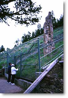 A petrified tree stands as evidence of past volcanic activity.