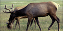 Photo of two elk grazing in a grassy meadow