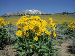 arrowleaf balsamroot