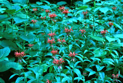 scarlet beebalm