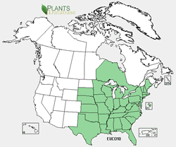 Map of the United States showing states. States are colored green where the species may be found.