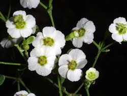 Close-up of flowering spurge flowers.