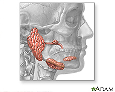 Illustration of the salivary glands