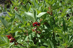 twinberry honeysuckle, Lonicera involucrata.