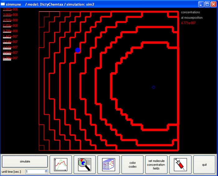 Screenshot of a Simulation of a Cell Moving in a Molecular Concentration Gradient