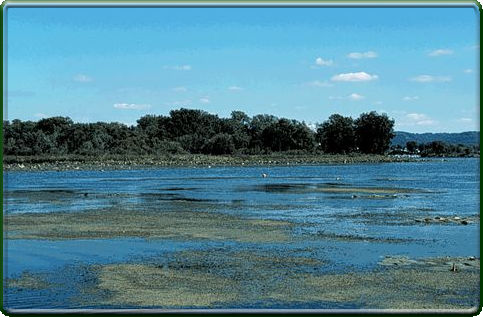 submersed aquatic vegetation