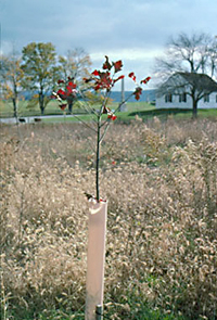 New red oak seedling with a protective tree shelter planted in the West Woods. That is the historic Dunker Church in the background.