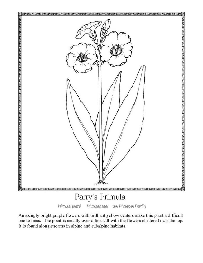 Parry's primula