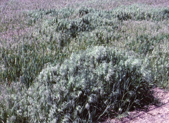 Cheatgrass