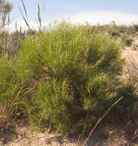 Rabbitbrush