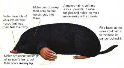 Mole