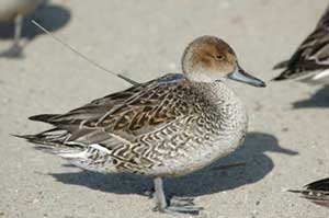 A female Northern Pintail marked with a solar-powered satellite transmitter in Japan.