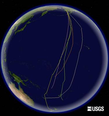 Migration tracks of southbound Bar-tailed Godwits determined using satellite telemetry.  